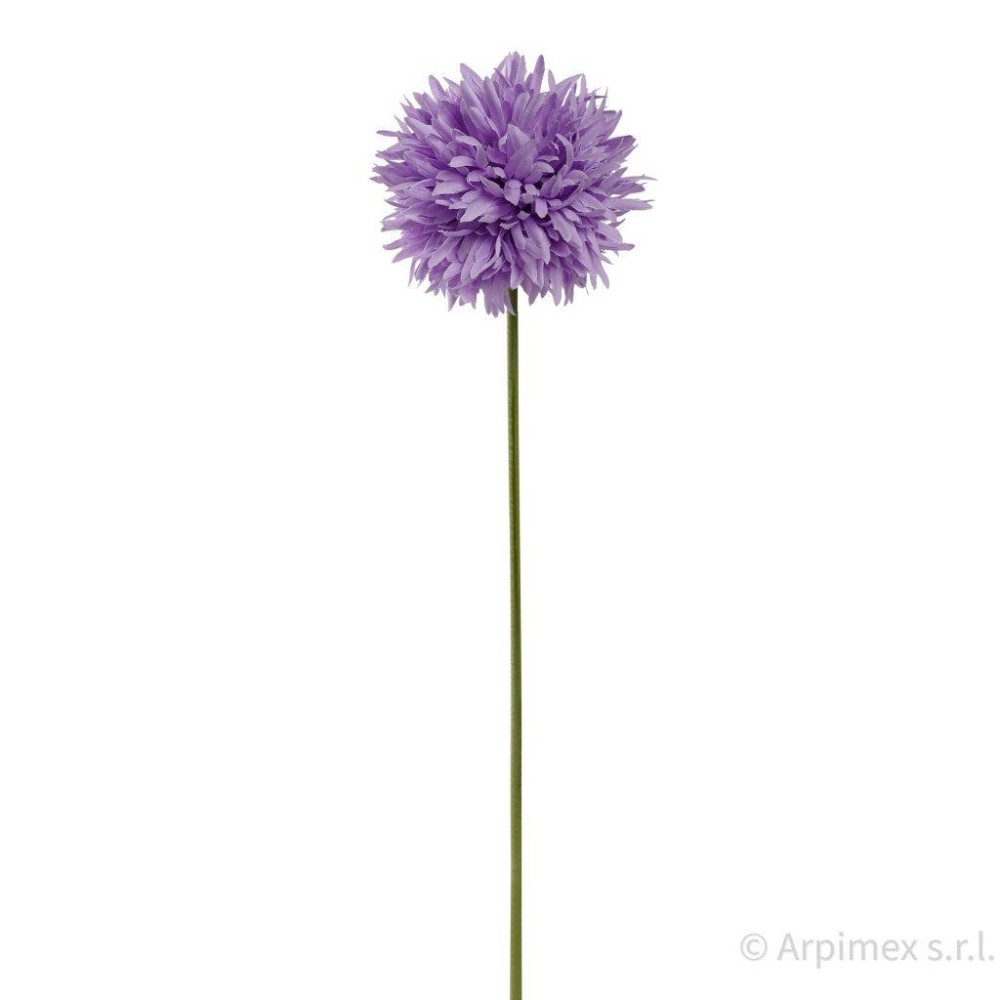 ALLIUM CM.45 PURPLE